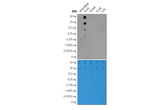 Dot Blot Image 2: 5-Methylcytosine (5-mC) (D3S2Z) Rabbit mAb